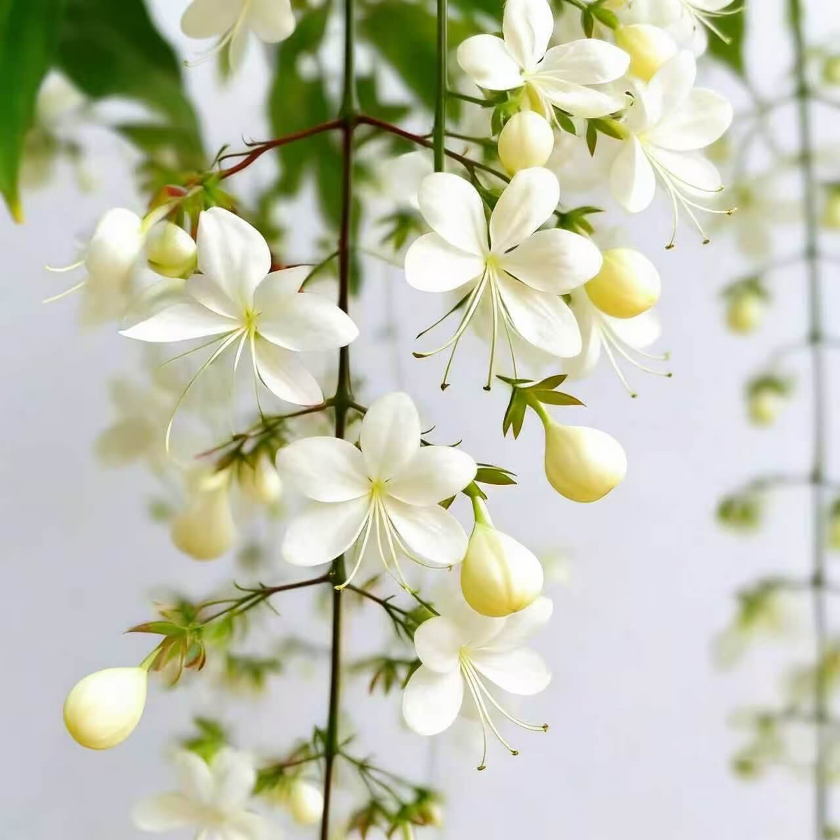 🌸 Last Day 49% OFF – Winter-Friendly Hanging Jasmine—Dreamy Indoor Flower🌿❄️