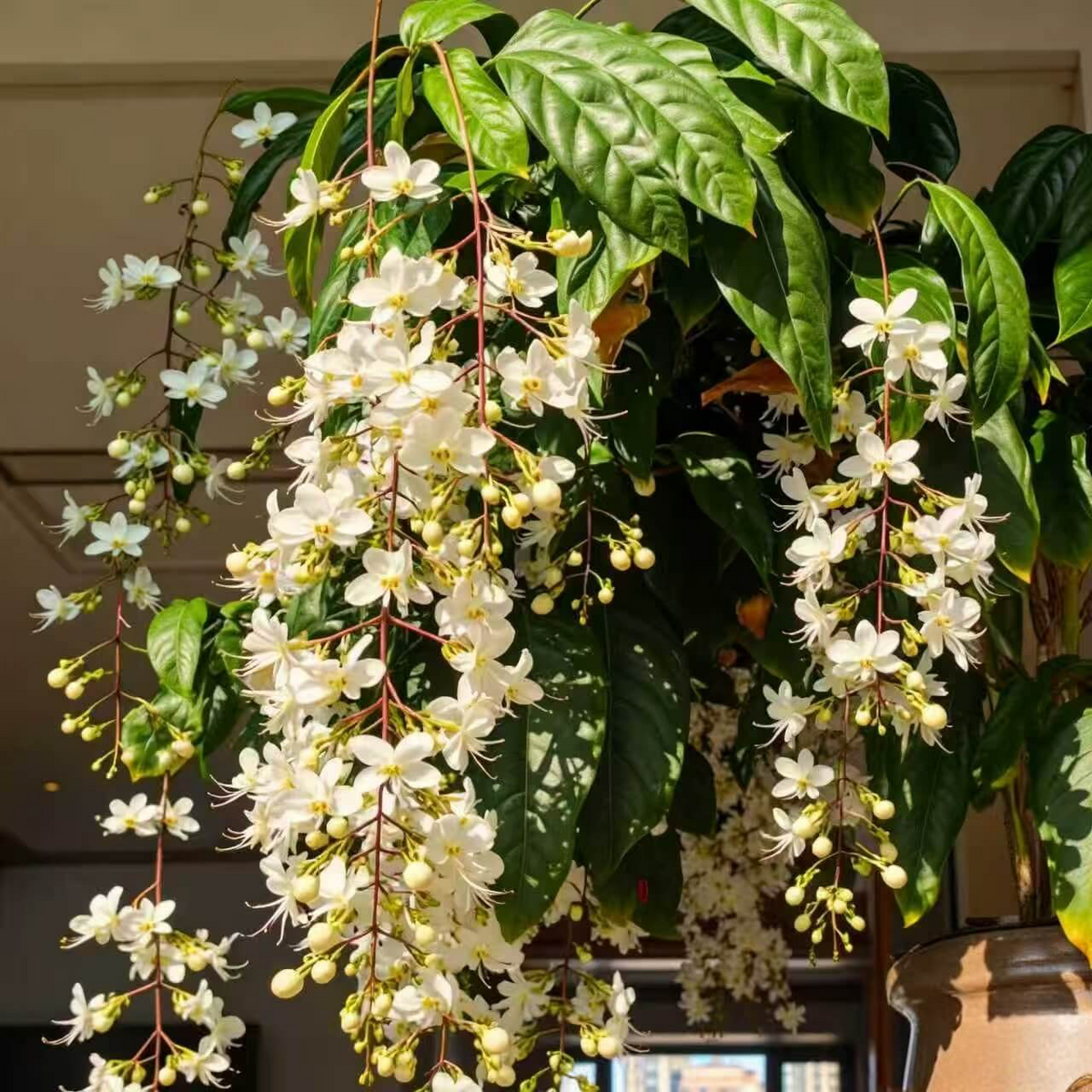 🌸 Last Day 49% OFF – Winter-Friendly Hanging Jasmine—Dreamy Indoor Flower🌿❄️
