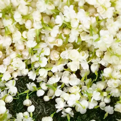🌸 Last Day 49% OFF – Winter-Friendly Hanging Jasmine—Dreamy Indoor Flower🌿❄️